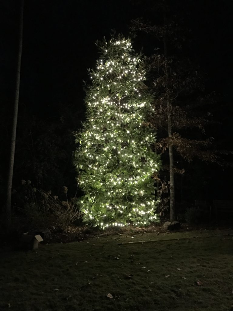 Tree Lighting Services