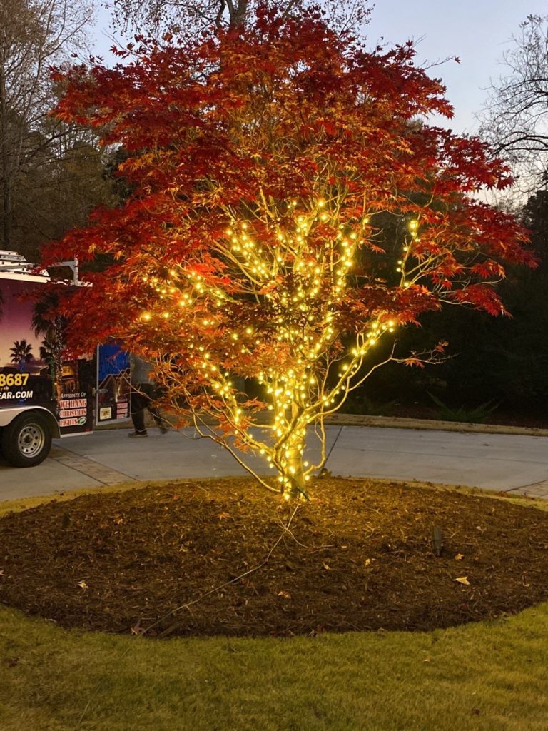 Outdoor Tree Lighting Ideas