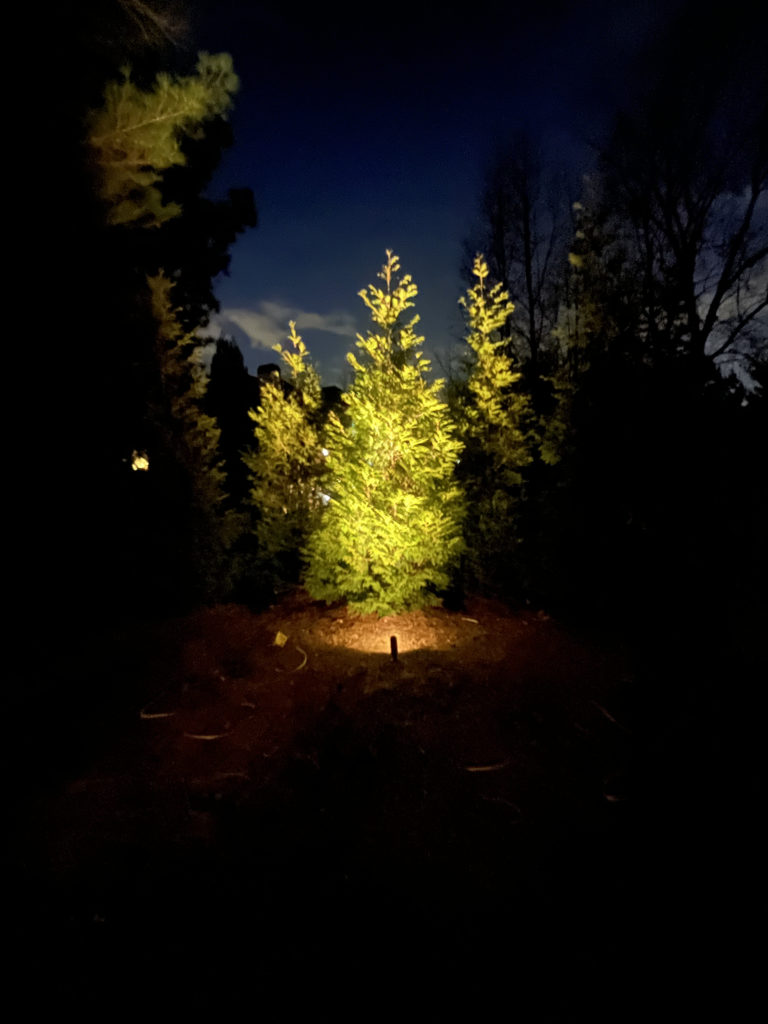 Tree Lighting Services