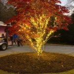 Lights for Outdoor Trees